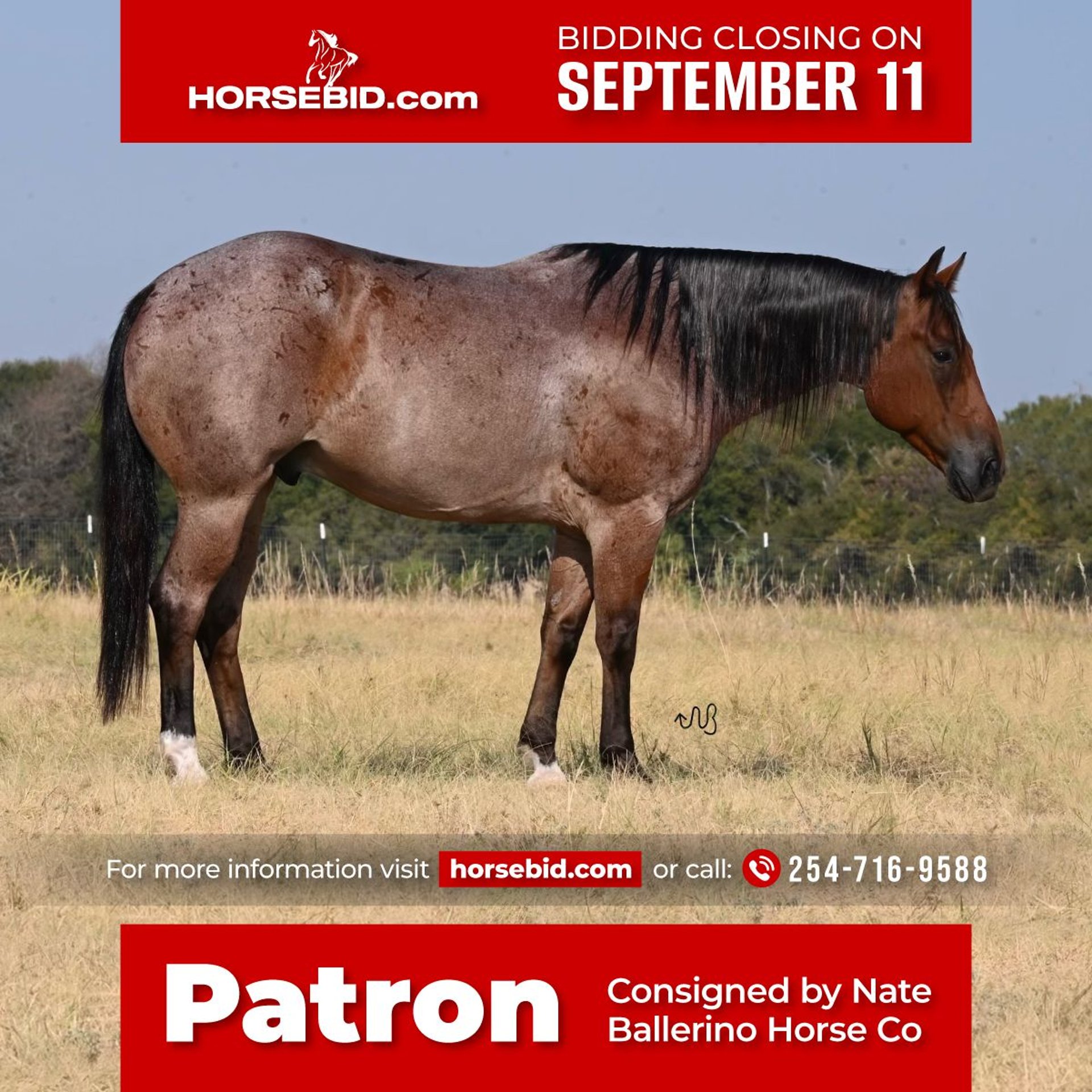 American Quarter Horse Gelding 7 years 15 hh RoanBay in Waco, TX