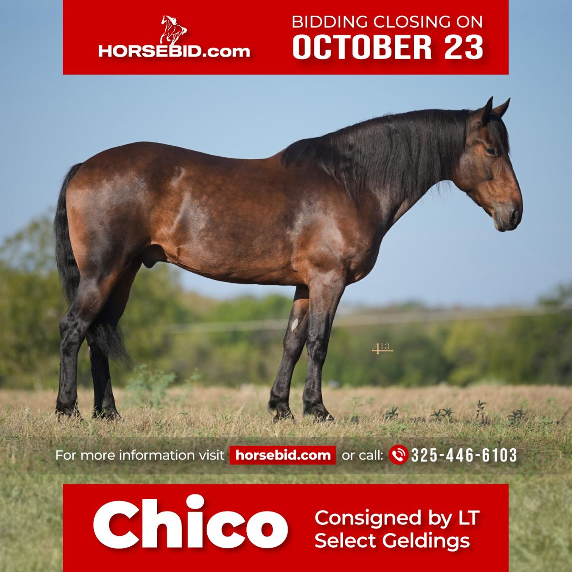 Konie fryzyjskie Mix Wałach 8 lat 157 cm Gniada in Montrose