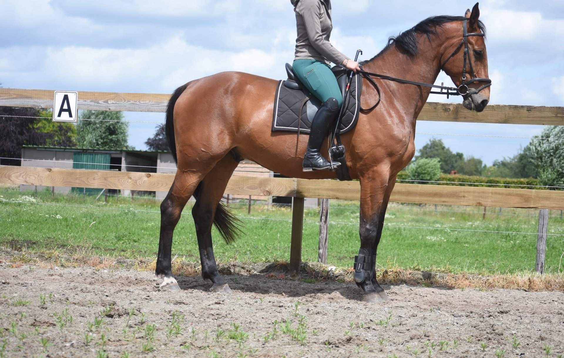 Belgian Warmblood Gelding 5 years 17 hh Brown in Achtmaal