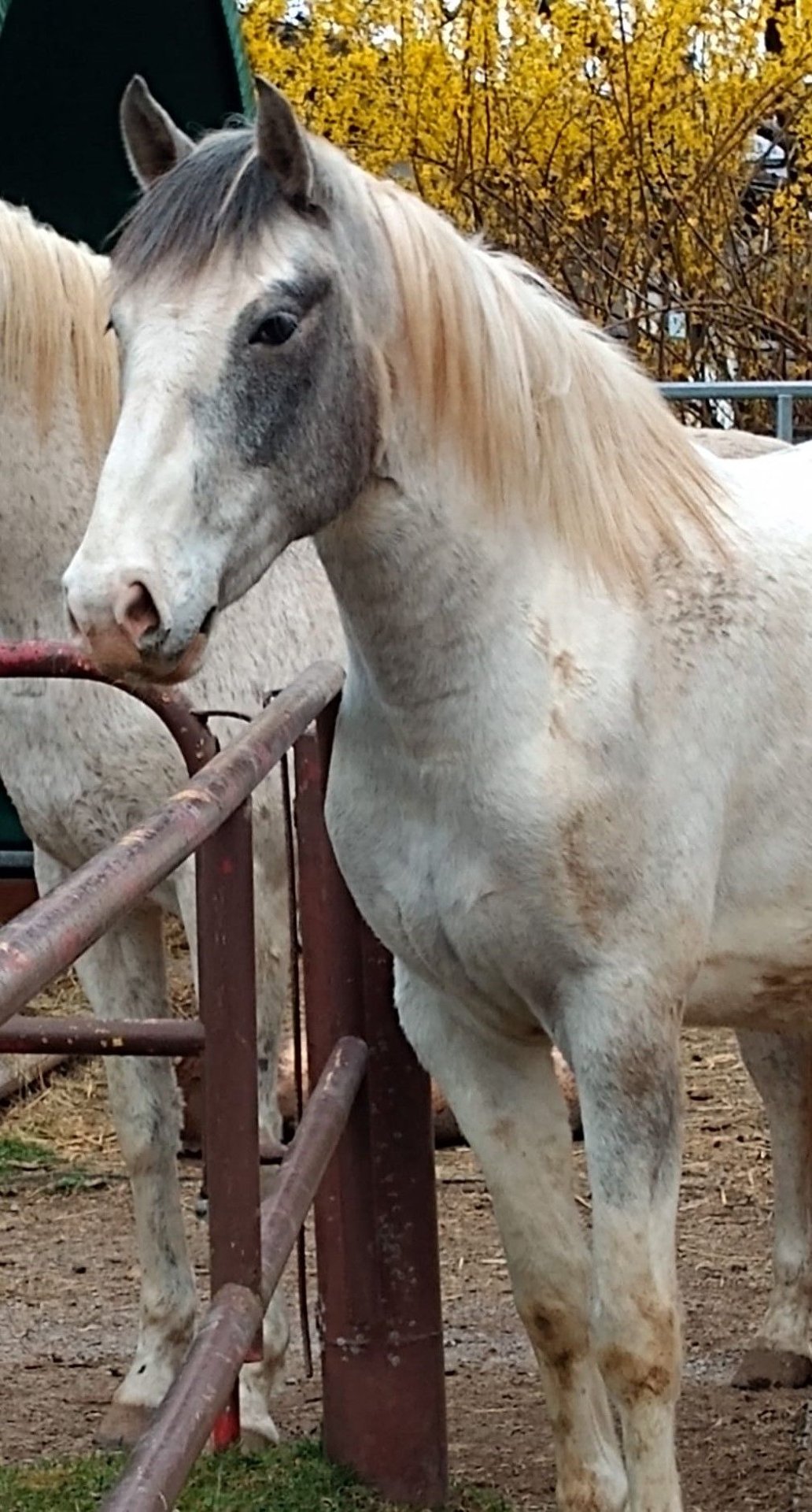 Pintos Mestizo Caballo Castrado 4 Años 154 Cm Pío In MurgMurg