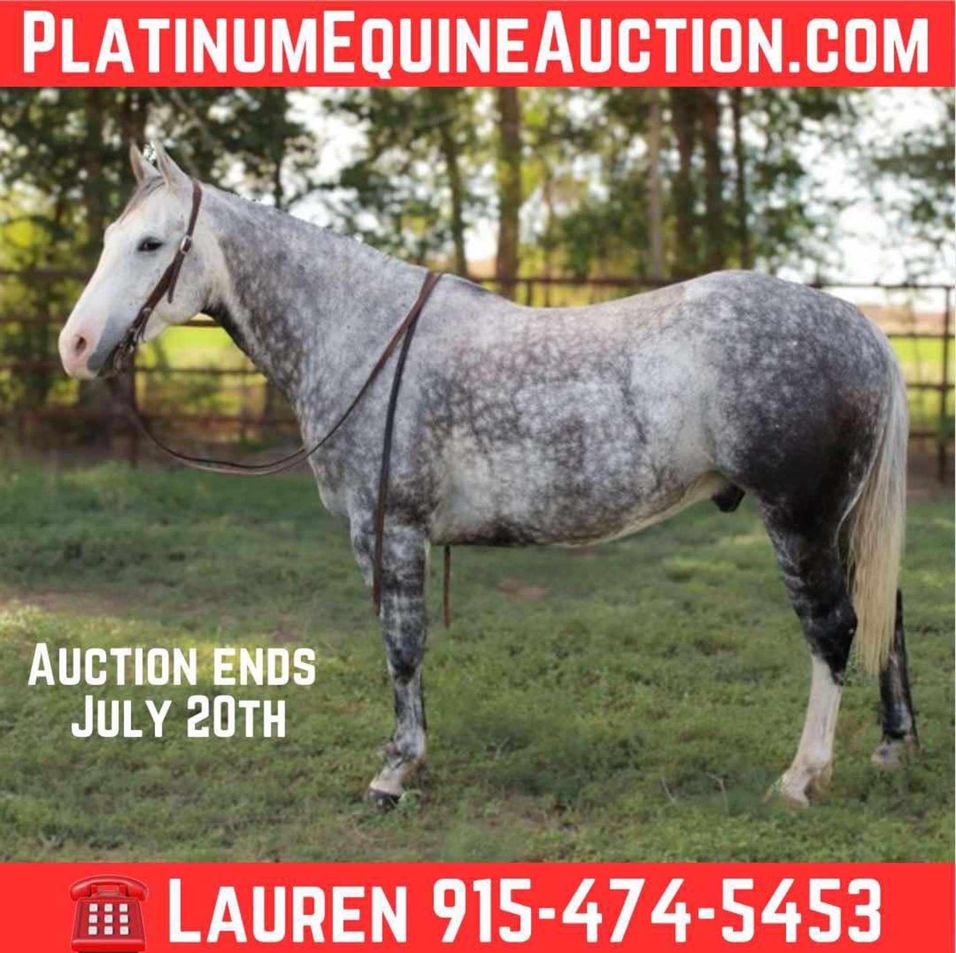 Caballos En Venta En Texas