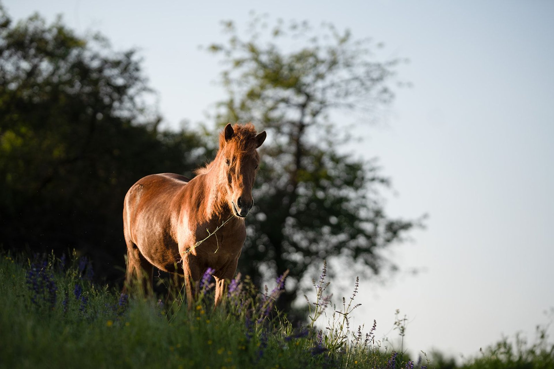 Caballos Islandeses Caballo Castrado 5 Años Alazán In Rosenberg