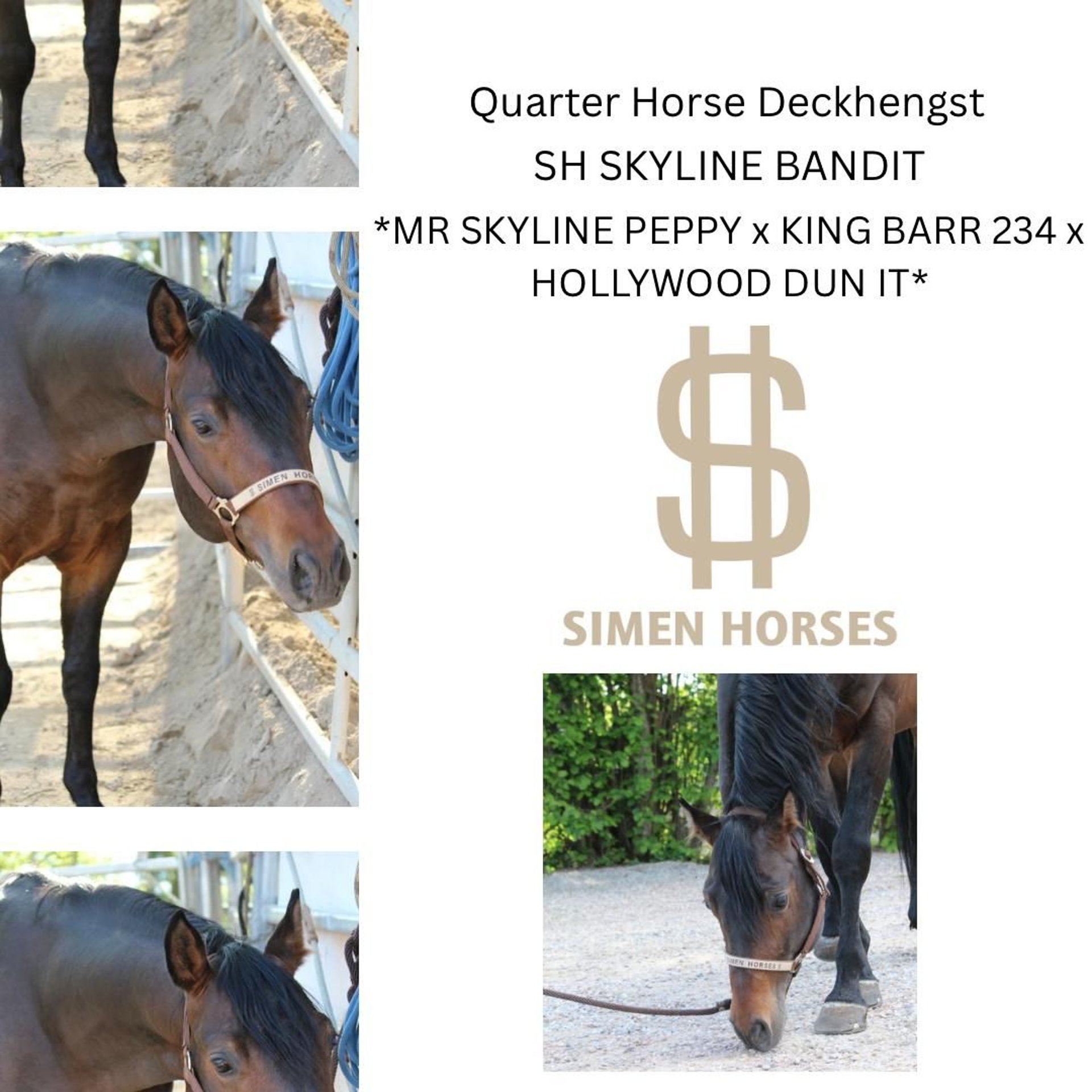 SH SKYLINE BANDIT American Quarter Horse Stallion Bay-Dark