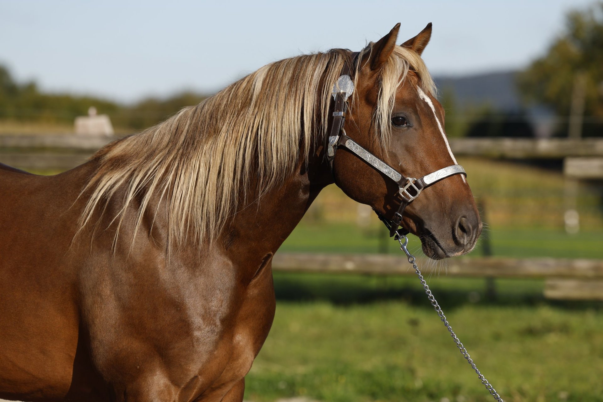 american-quarter-horse-hengst-brauner-in-r-dinghausen