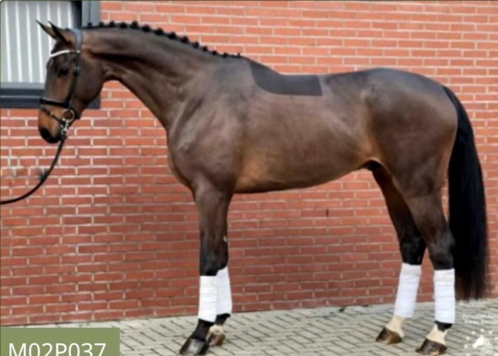 Koń Oldenburski Wałach 7 Lat 180 Cm Gniada In St.Vith