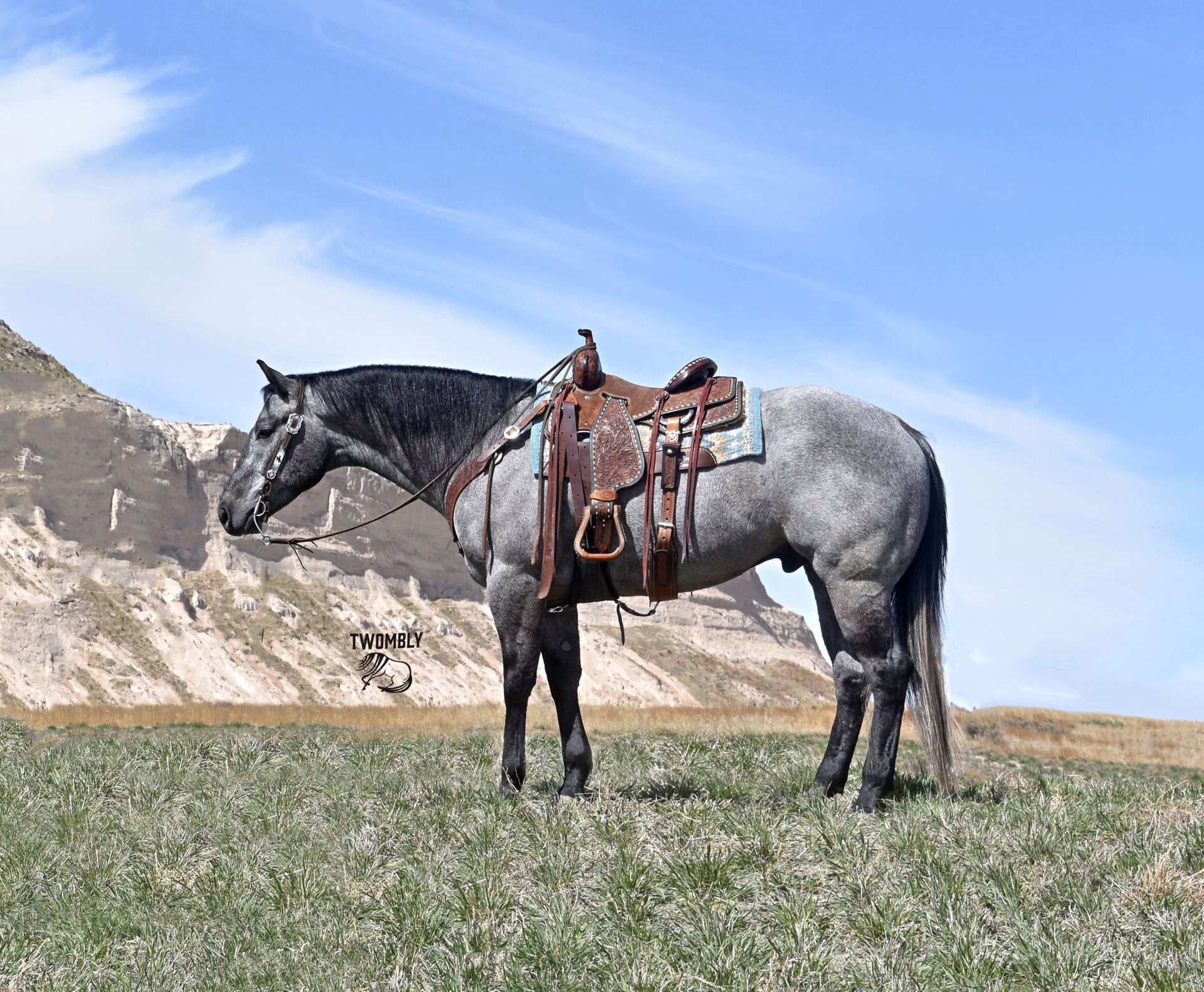 American Quarter Horse Gelding 4 years Gray in Bayard, Nebraska