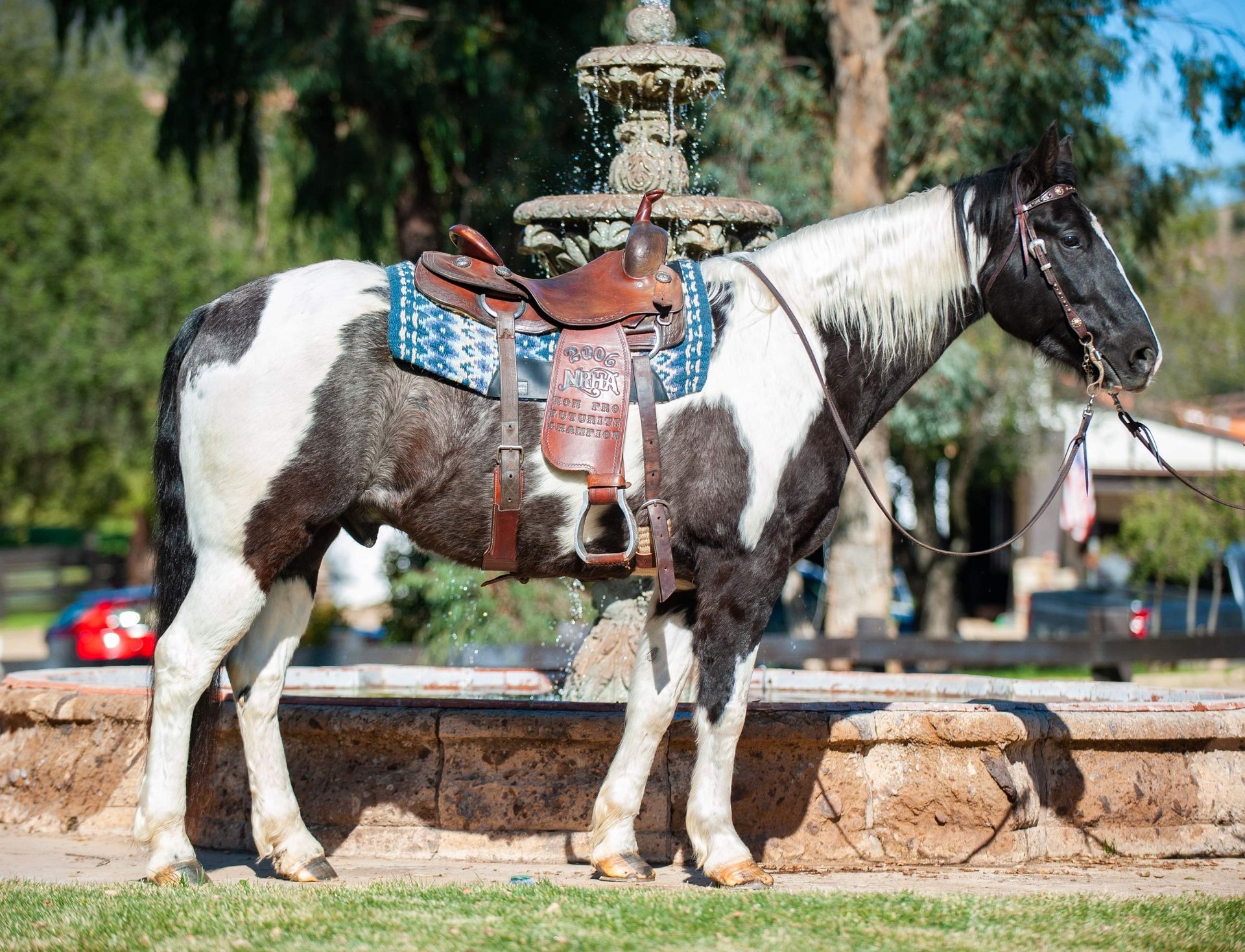 Draft Horse Gelding 8 years Tobiano-all-colors in Murrieta, CA