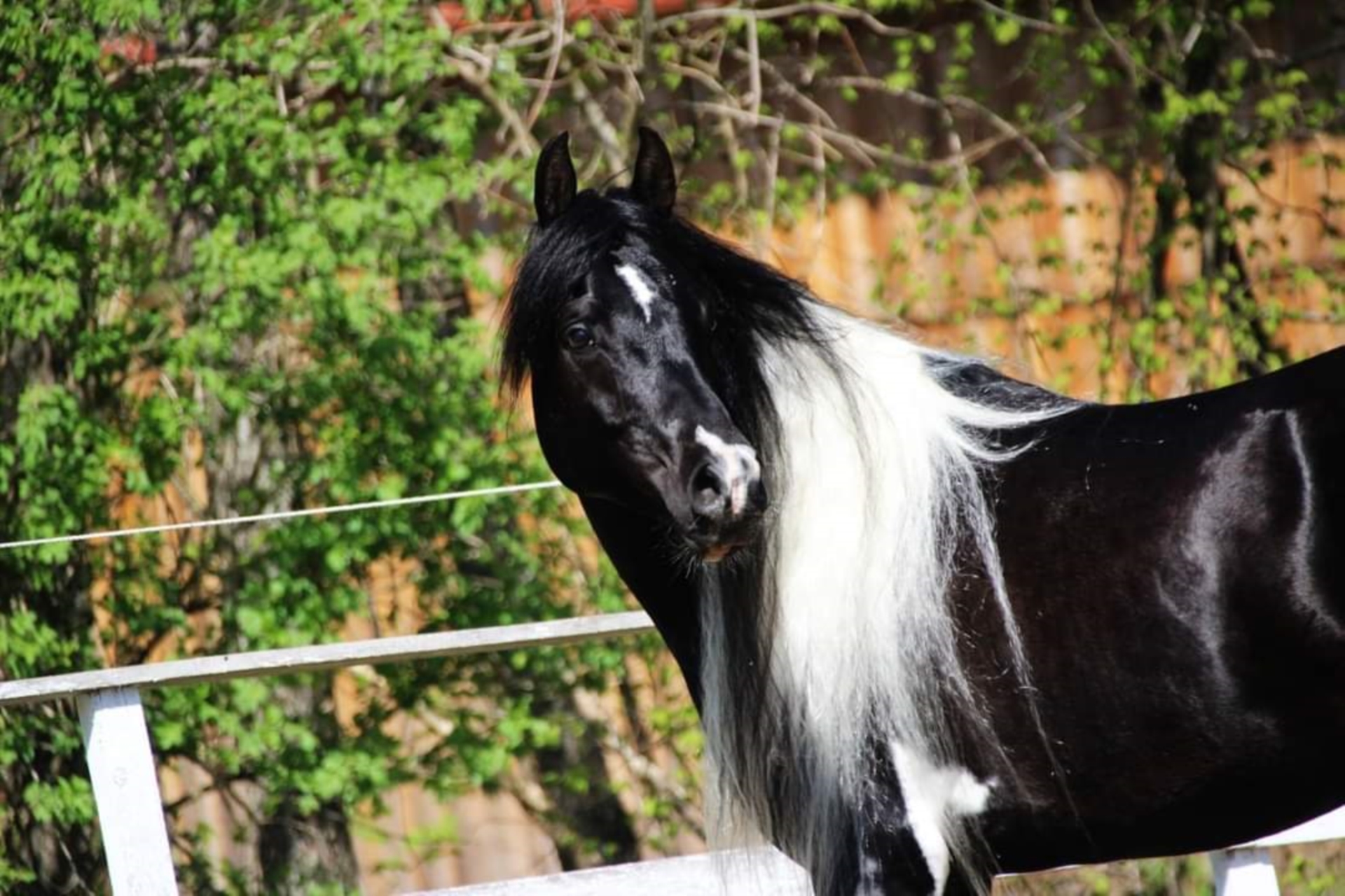 LIMITED DESIGN Arabian Partbred Stallion Tobiano-all-colors in Keutschach  am See