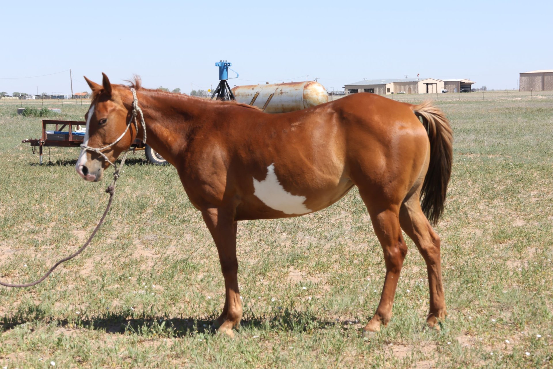 Paint Horse Stute 5 Jahre 142 cm Fuchs in Muleshoe Tx