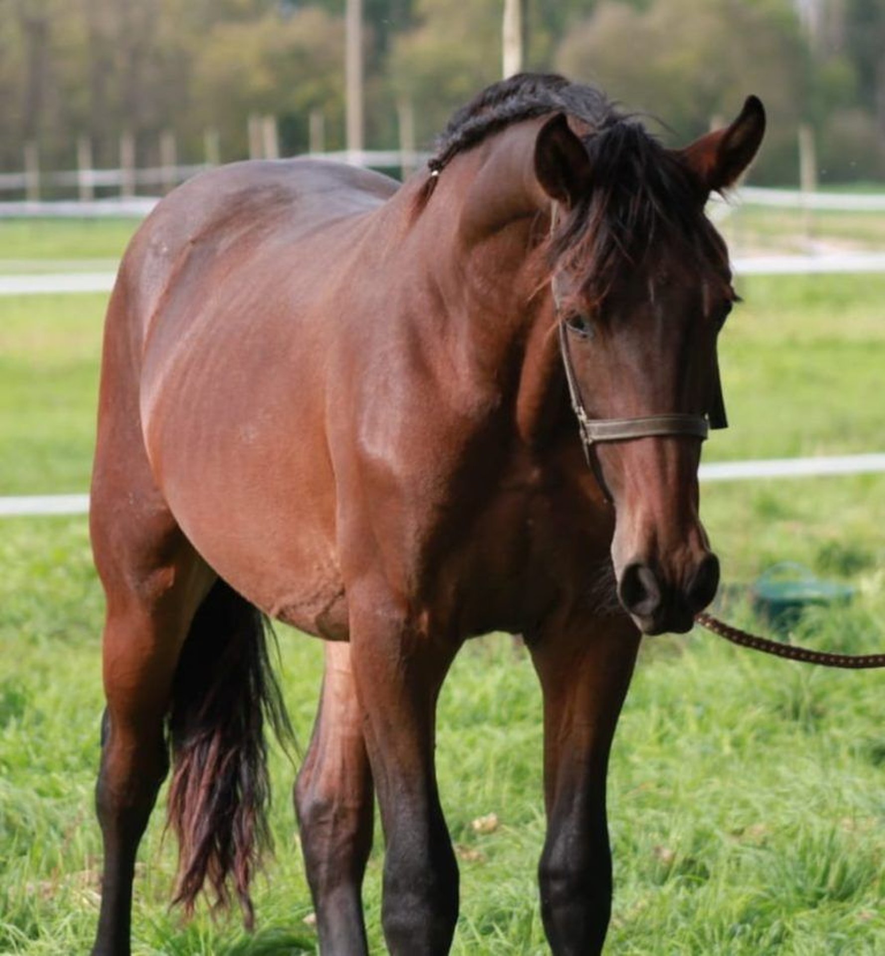 Baroque Pinto Stallion 2 years Brown in Chiclana de la Frontera