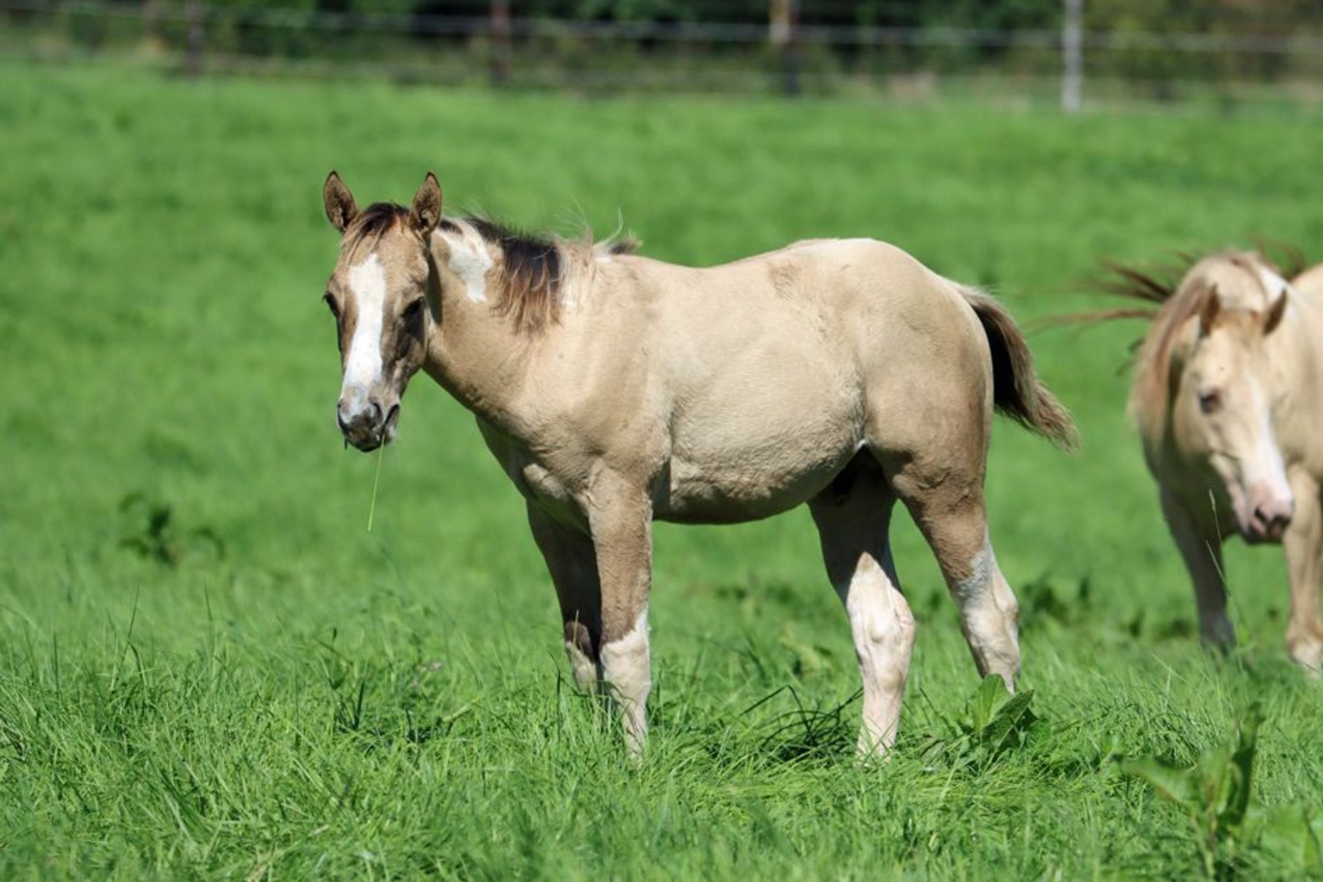 Paint Horse Hengst veulen (05/2023) 155 cm Tobianoallekleuren in