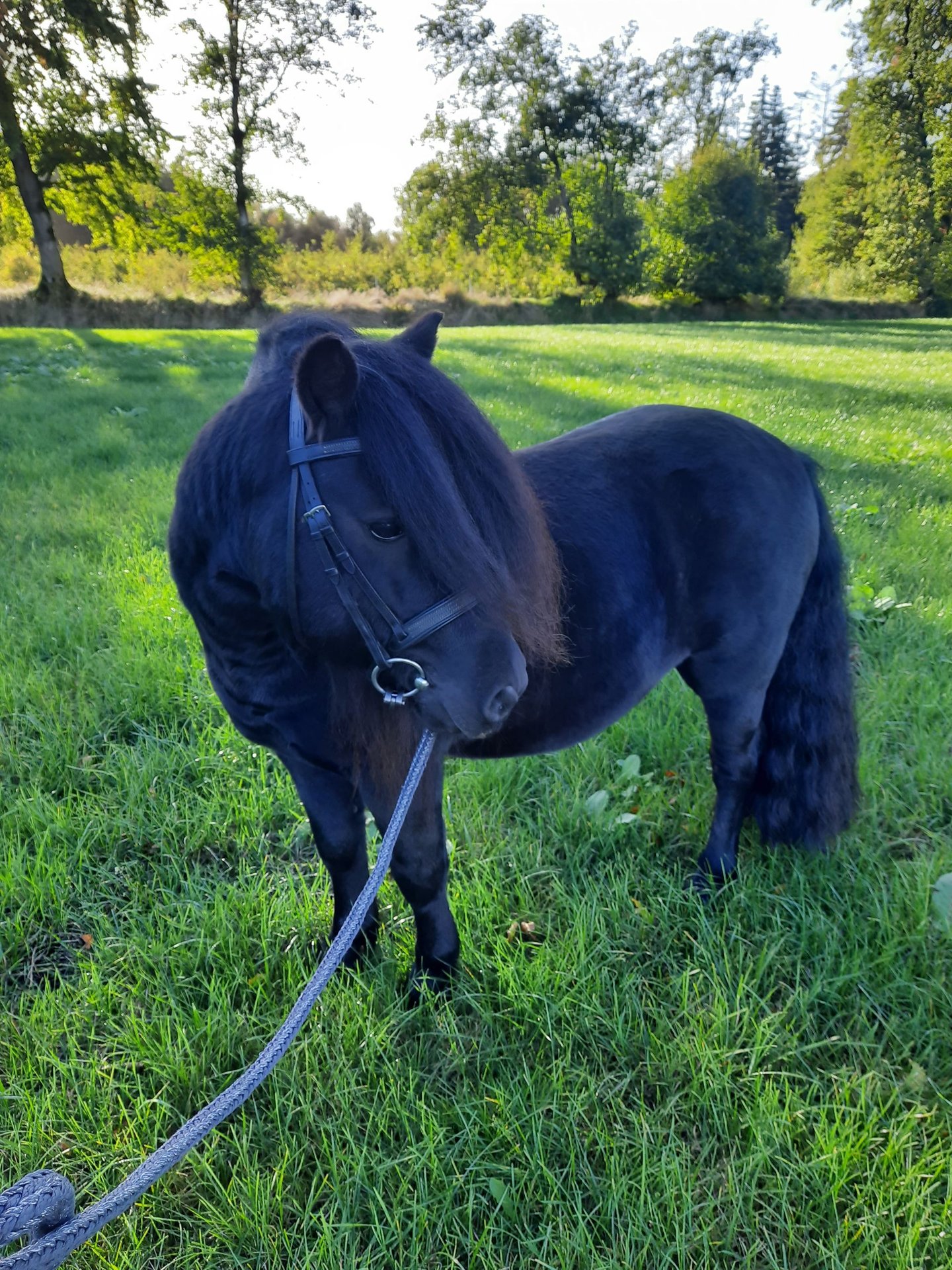 Tapis De Tournage Pour Poney - Rouge/noir, Imperméable, Léger 50g