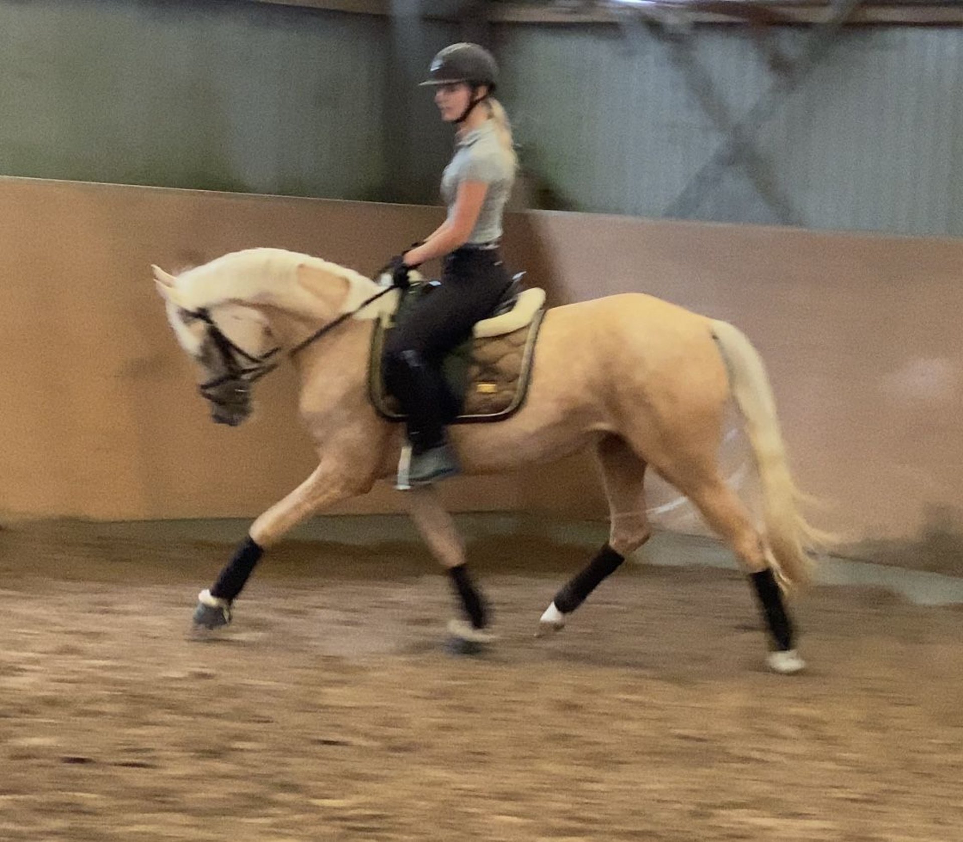 German Riding Pony Ranch German Riding Pony Mare 6 years 14,1 hh Palomino in Achim