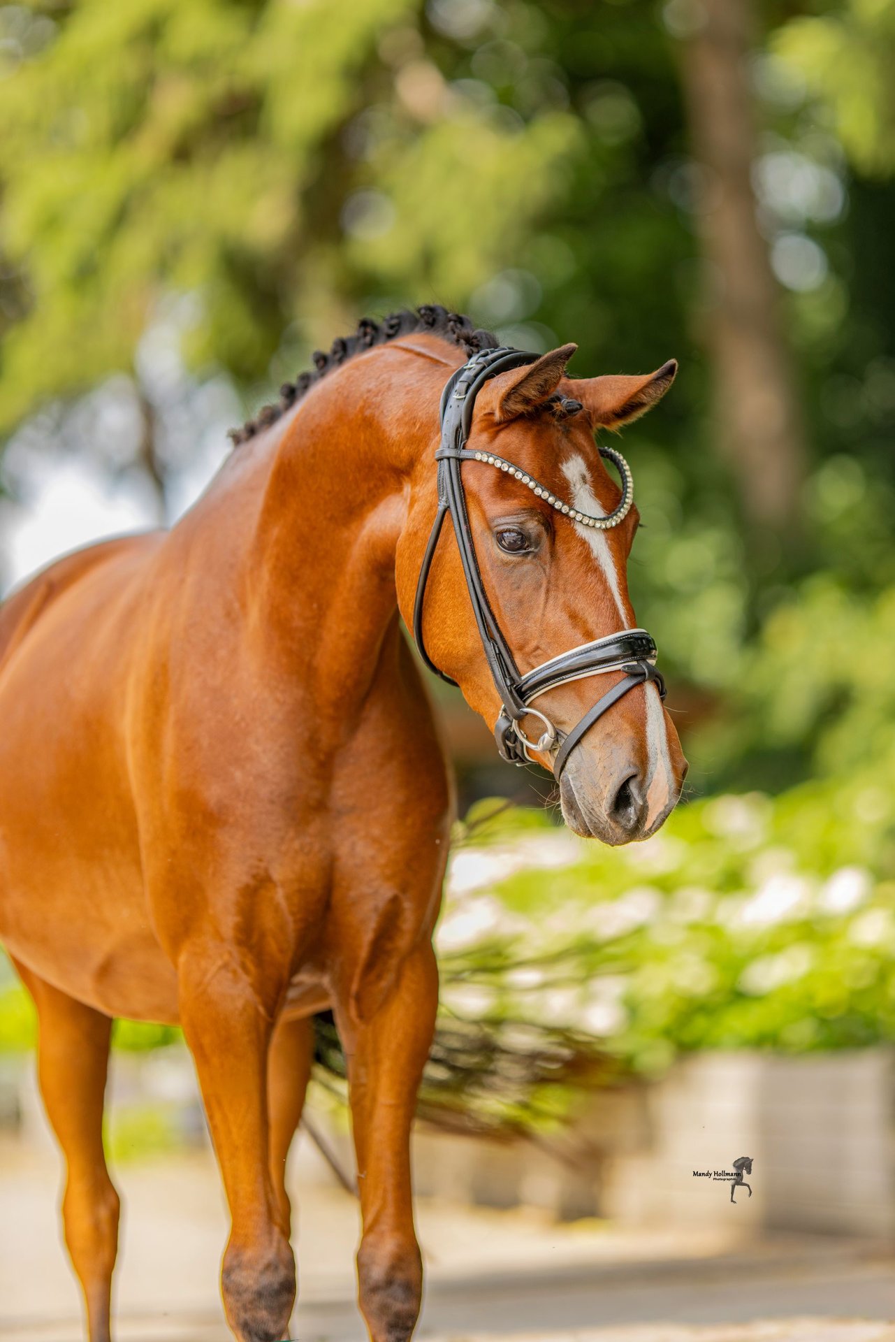 Deutsche Reitpony-Stute, Impression 3