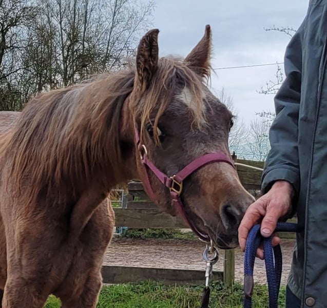 Ägyptischer Araber, Hengst in Hallgarten
