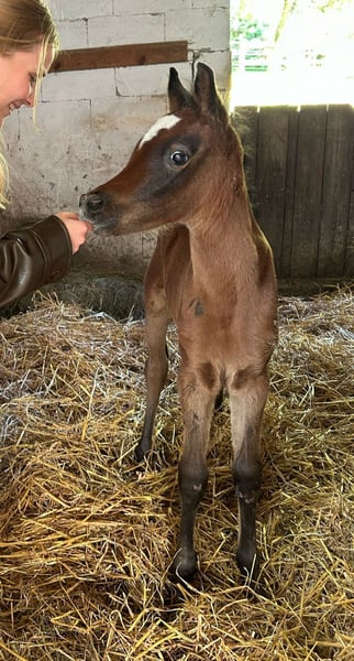 Ägyptischer Araber, Hengst in Weingarten