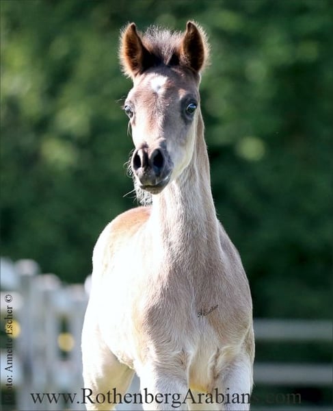 Ägyptischer Araber, Hengst in Monheim