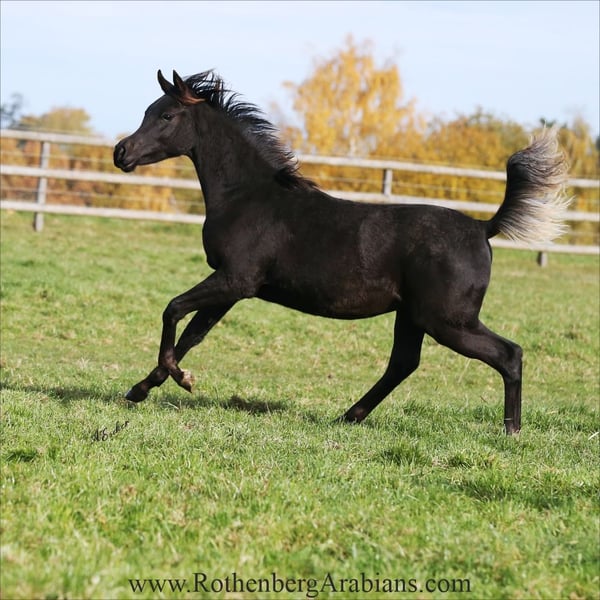 Ägyptischer Araber, Hengst in Monheim