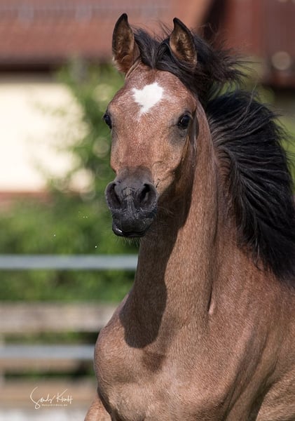 Ägyptischer Araber, Stute in Blankenhain