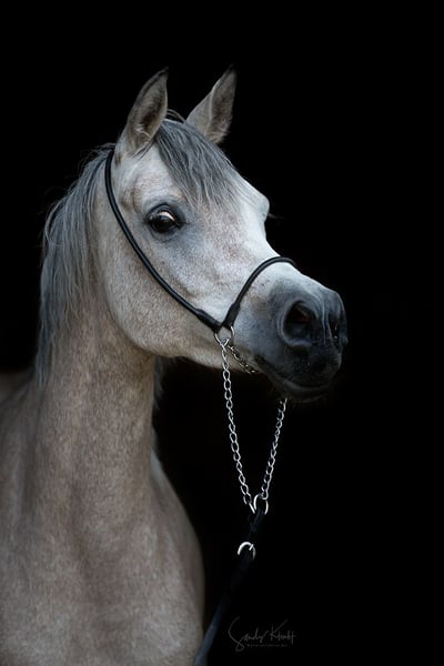 Ägyptischer Araber, Stute in Blankenhain