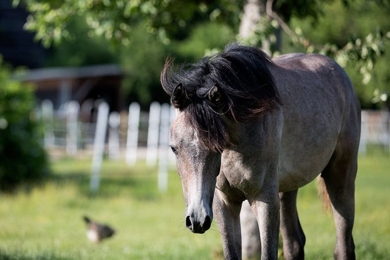 Ägyptischer Araber, Wallach in Blankenhain