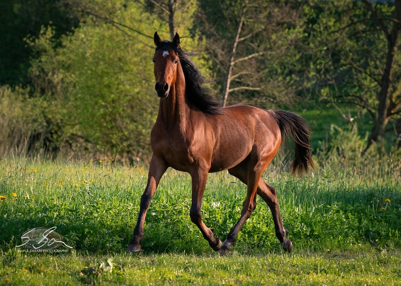 Ägyptischer Araber, Wallach in Biesdorf