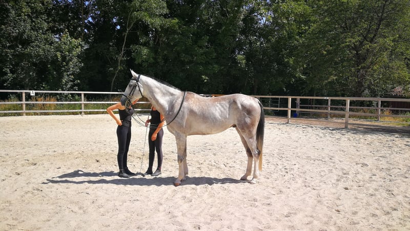 Akhal Teke Gelding 10 years 16 hh Gray Dapple in W rzburg