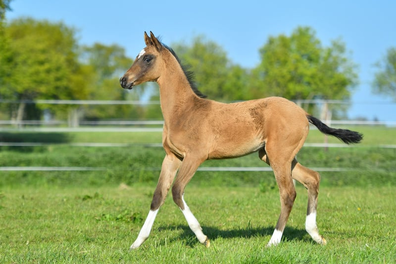 Prodotto: SCL-2513911 - HORSE CLUB CAVALLO STALLONE ACHAL TEKKINER