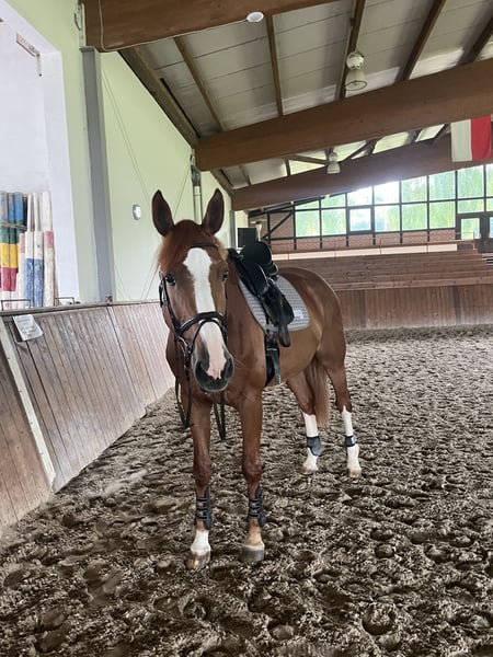 Alt Oldenburger, Stute in Bonefeld