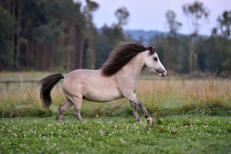 American Miniature Horse, Stute in Feldkirchen-Westerham