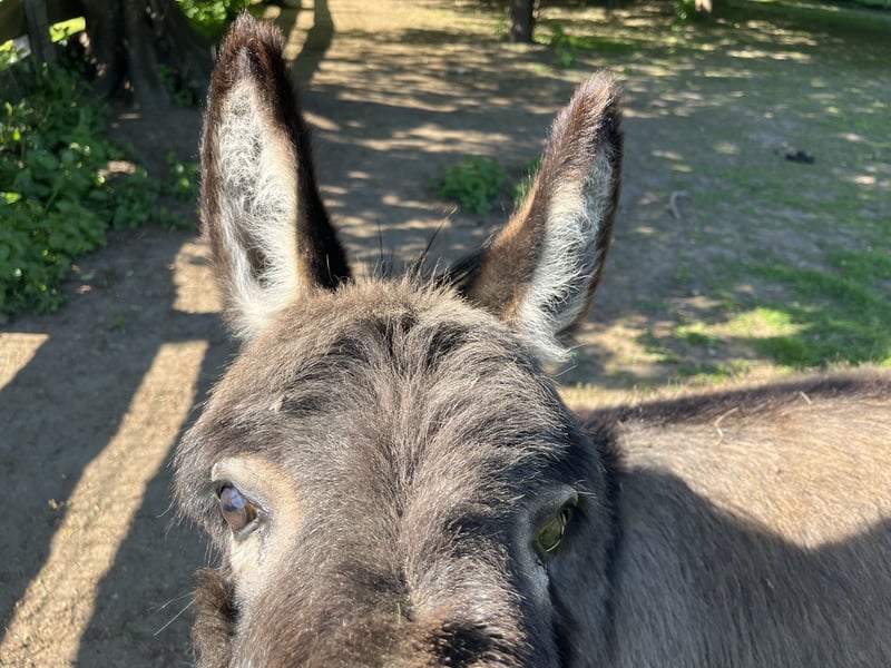 American Miniature Horse, Wallach in Feldkirchen-Westerham