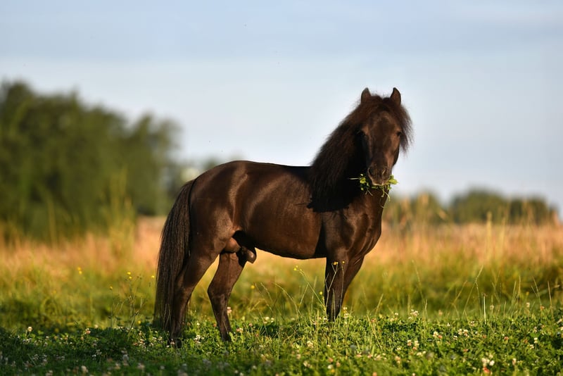 American Miniature Horse, Wallach in Feldkirchen-Westerham