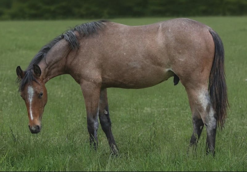 American Paint Horse, Hengst in Duingen