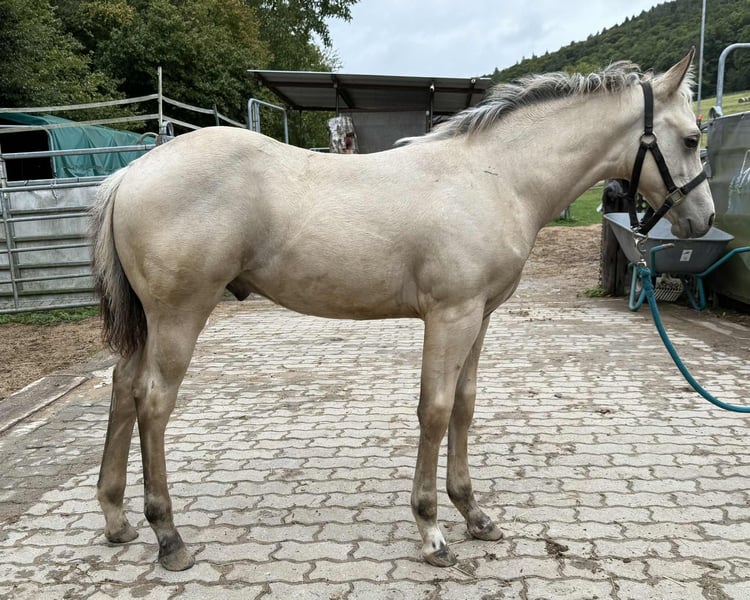 American Paint Horse, Hengst in Miltenberg