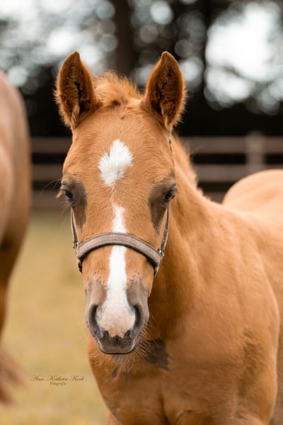 American Paint Horse, Hengst in Lahn