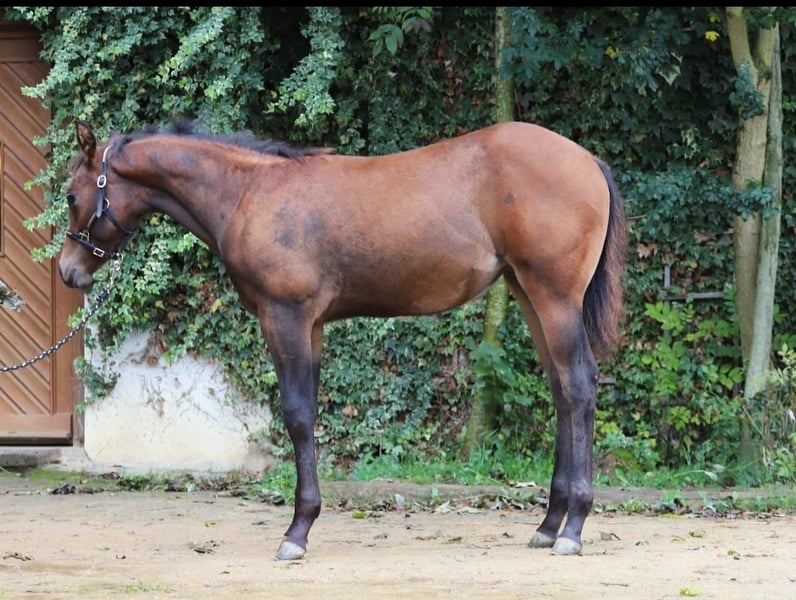 American Paint Horse, Stute in Ummerstadt