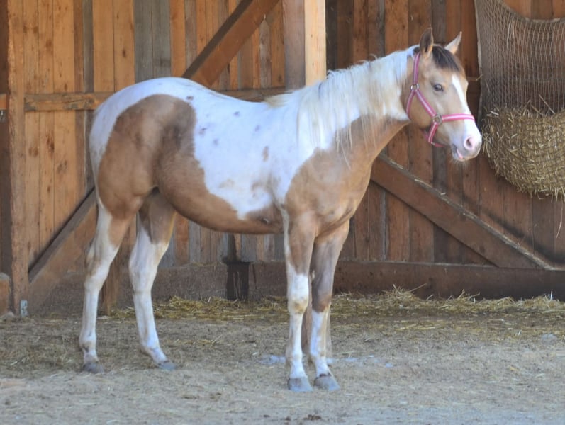 American Paint Horse, Stute in Buchbach