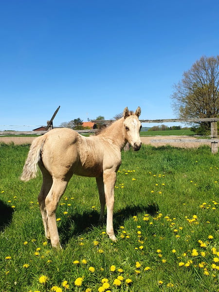 American Paint Horse Stute Fohlen (04/2026) 153 cm Buckskin in Rödinghausen