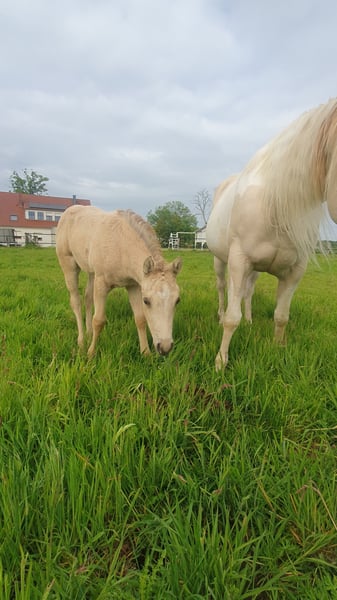 American Paint Horse Stute Fohlen (04/2026) 153 cm Buckskin in Rödinghausen