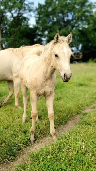 American Paint Horse Stute Fohlen (04/2026) 153 cm Buckskin in Rödinghausen