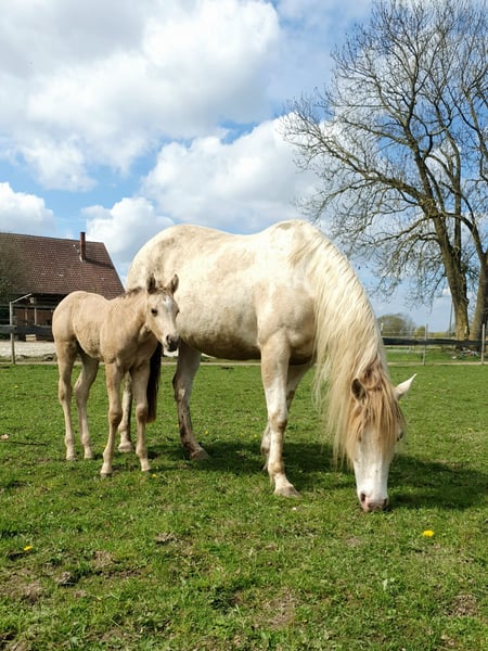 American Paint Horse Stute Fohlen (04/2026) 153 cm Buckskin in Rödinghausen