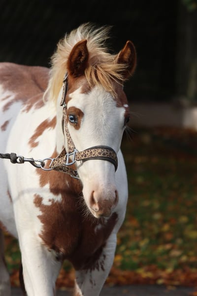 American Paint Horse, Stute in Hellenthal