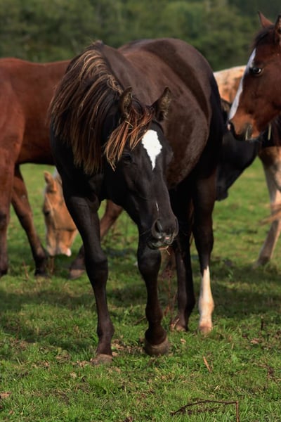 American Paint Horse, Wallach in Hellenthal