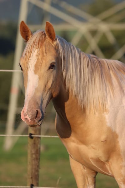 American Paint Horse, Wallach in Hellenthal