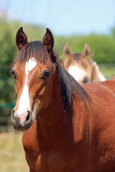 American Paint Horse, Wallach in Hellenthal