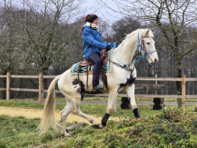 American Paint Horse, Wallach in Linkenbach