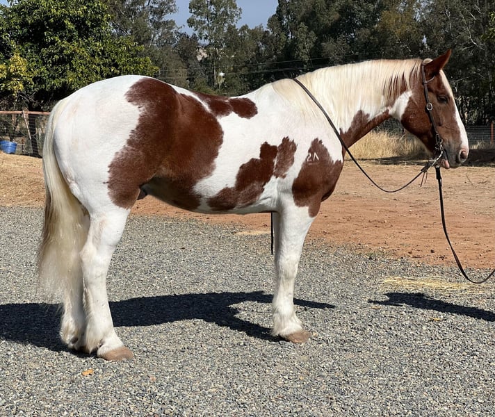 American Quarter Horse Gelding 11 years 15,3 hh Tobiano-all-colors in  Lincoln CA
