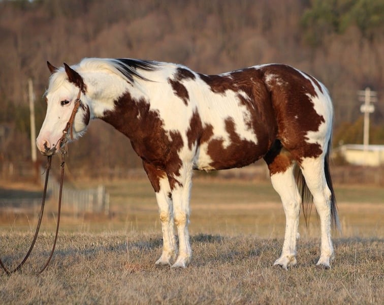 American Quarter Horse Gelding 5 years 14,2 hh Tobianoallcolors in Brodhead KY