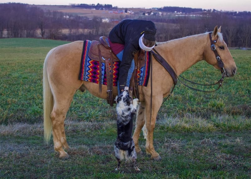 American Quarter Horse Gelding 5 years Palomino in Millersburg, OH