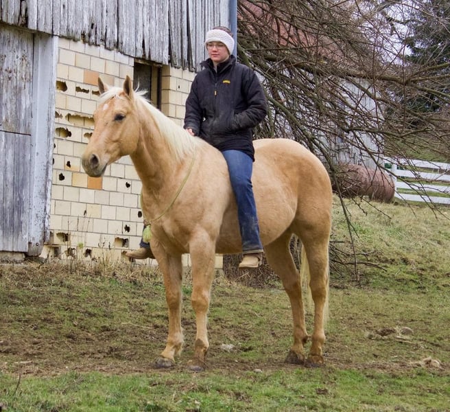 American Quarter Horse Gelding 5 years Palomino in Millersburg, OH